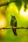Ecuador-Guango. Buff-tailed coronet hummingbird close-up. Art Print